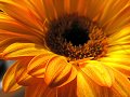 Gerbera No.5